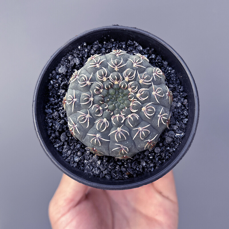 3-4cm Seedling Cactus Live Plants Gymnocalycium quehlianum Beautiful Cactus Garden succulent plants