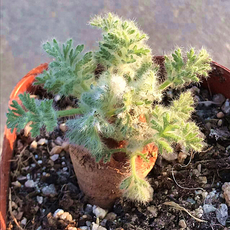 2-2.5cm 1PCS Seedling Cactus Live Plants Pelargonium Appendiculatum Triste Root Tuber Rare succulent plants
