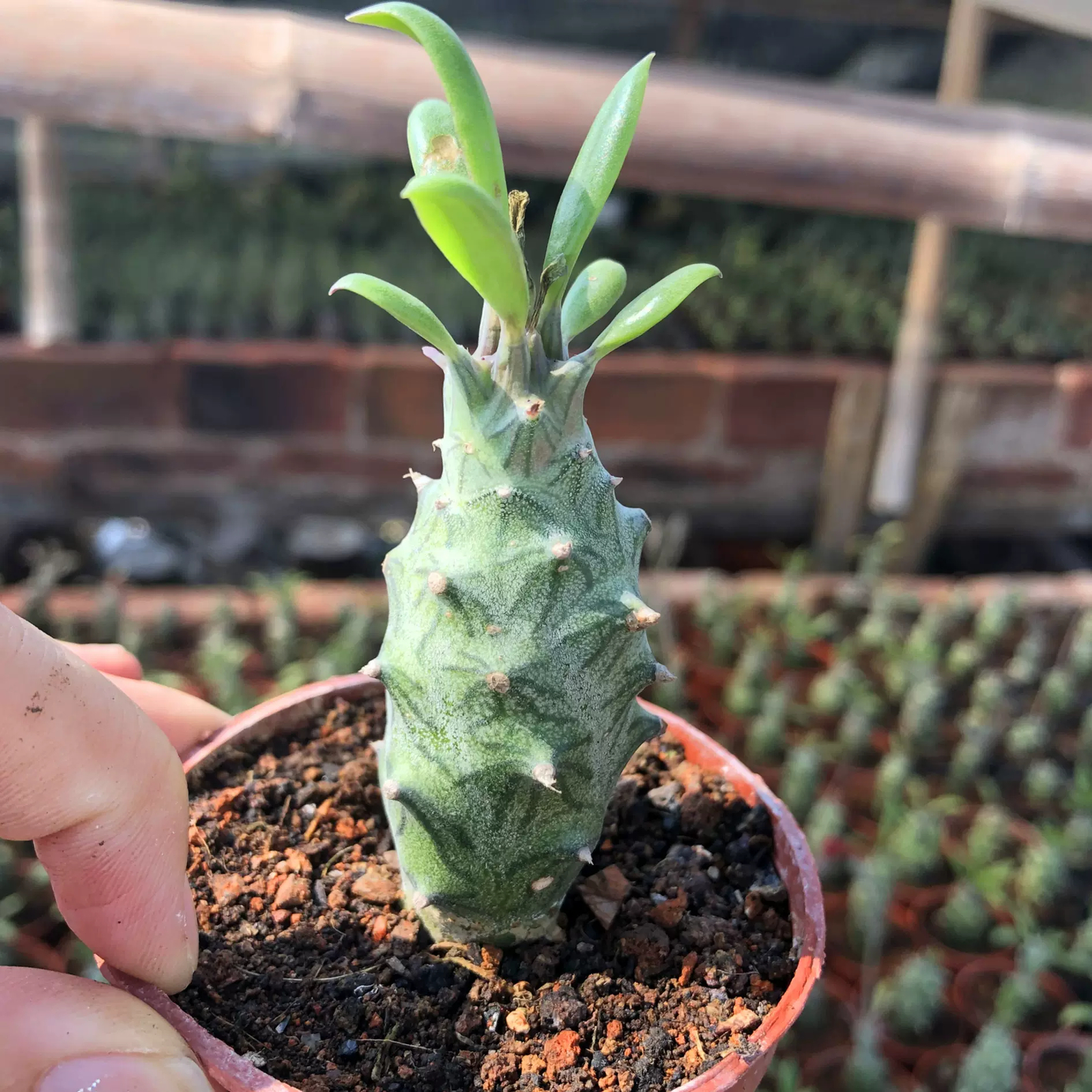 6-8CM 1PCS Seedling Cactus Live Plants Senecio mweroensisssp Beautiful Rare Garden succulent plants