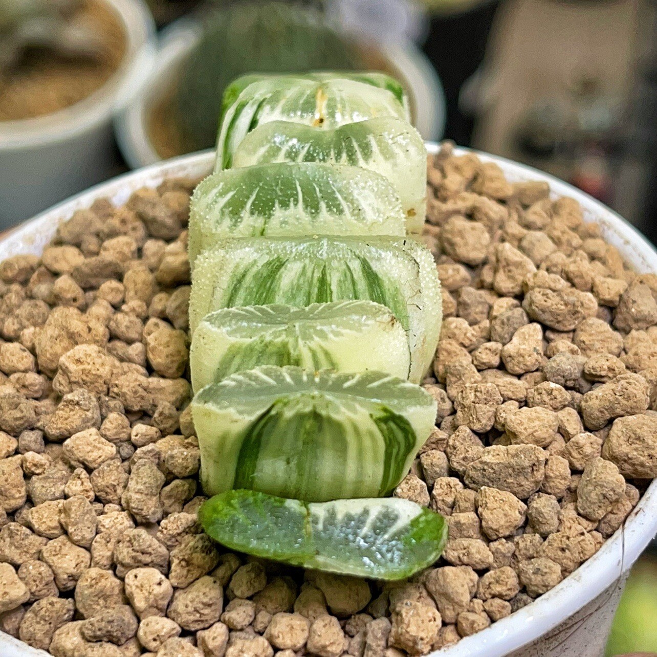 6CM 1PCS Seedling Cactus Live Plant Haworthia Truncata Schönland Variegata Beautiful Rare Succulent plants