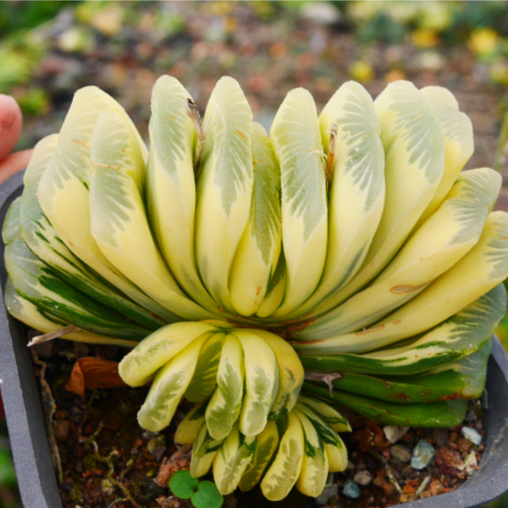 6CM 1PCS Seedling Cactus Live Plant Haworthia Truncata Schönland Variegata Beautiful Rare Succulent plants