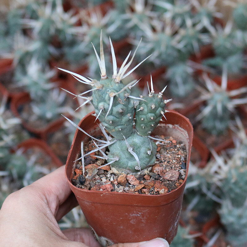 5-7cm Seedling Cactus Live Plants Opuntia articulata Beautiful Cactus Rare Garden Succulent plants