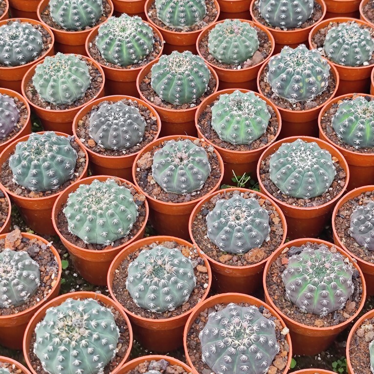 3-4cm Seedling Cactus Live Plants Gymnocalycium quehlianum Beautiful Cactus Garden succulent plants