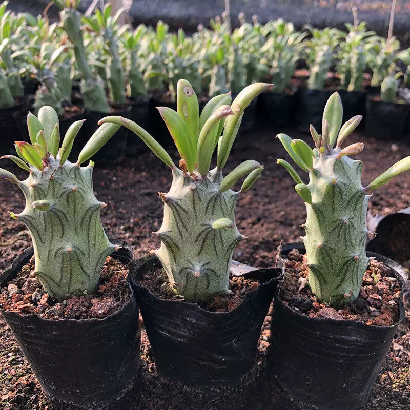 6-8CM 1PCS Seedling Cactus Live Plants Senecio mweroensisssp Beautiful Rare Garden succulent plants