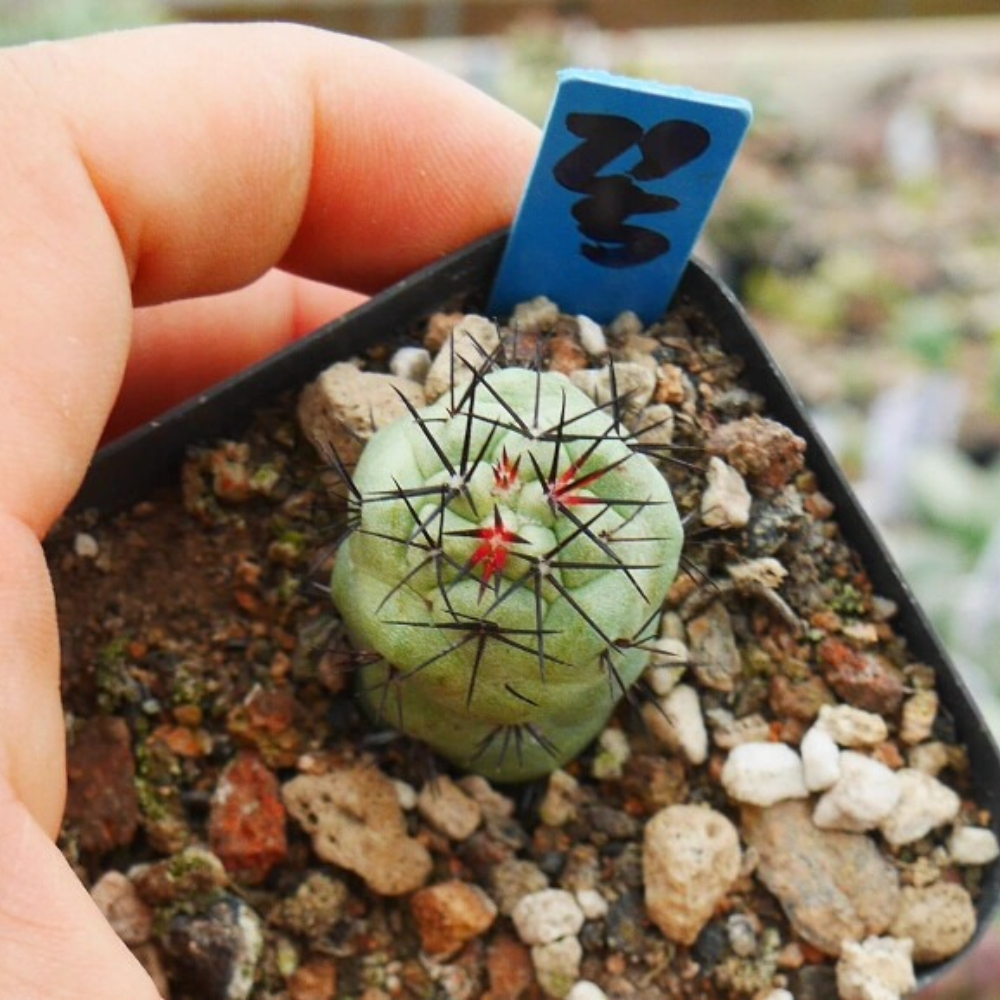 2.5-3cm Seedling Cacuts Live Plant Ortegocactus macdougallii Beautiful Rare succulent plants