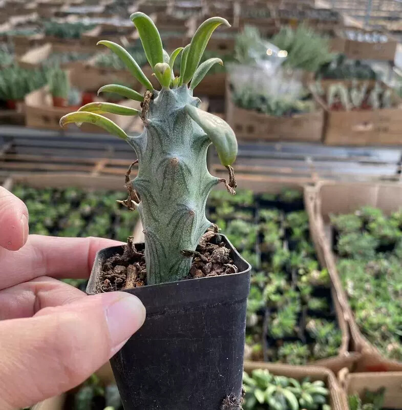 6-8CM 1PCS Seedling Cactus Live Plants Senecio mweroensisssp Beautiful Rare Garden succulent plants