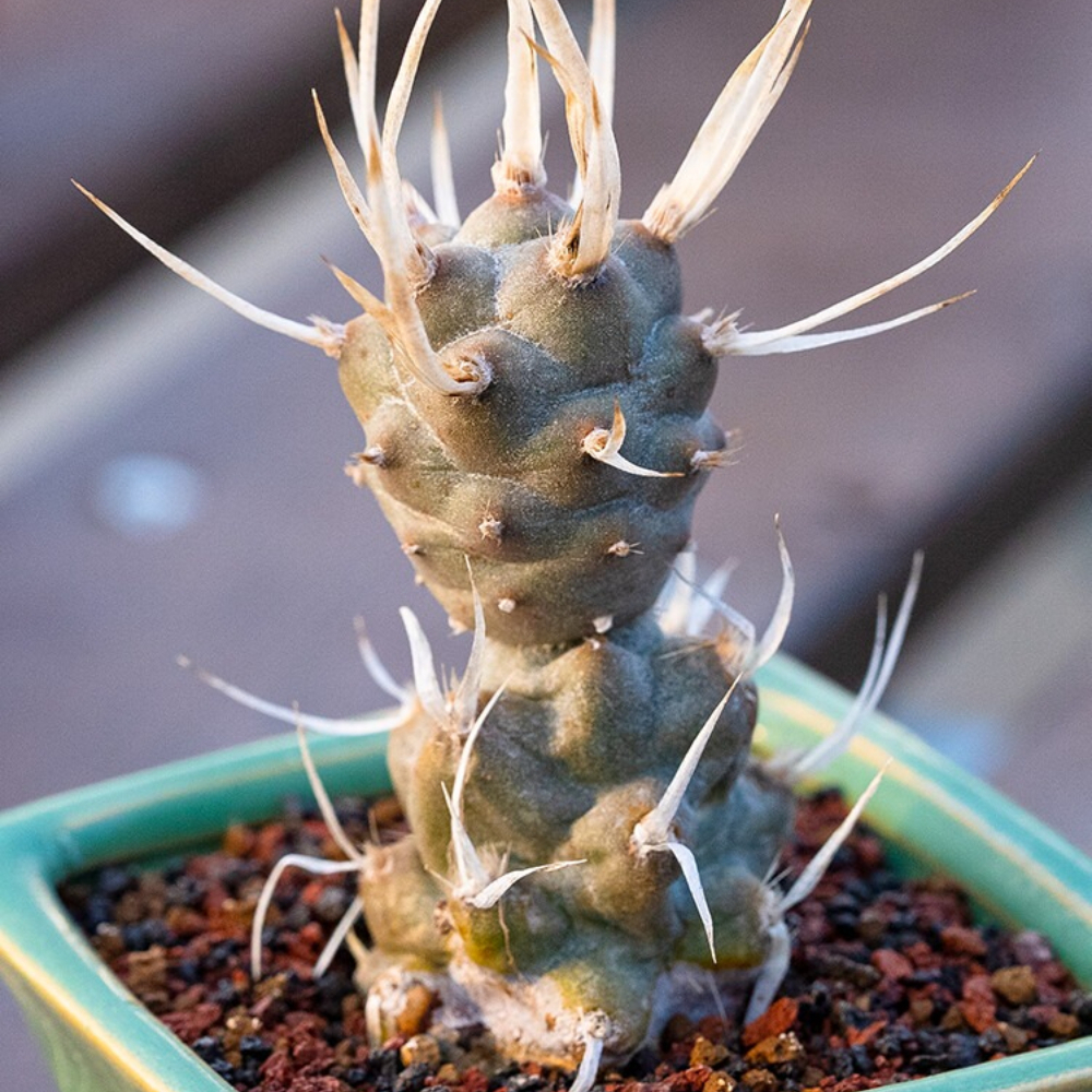 5-7cm Seedling Cactus Live Plants Opuntia articulata Beautiful Cactus Rare Garden Succulent plants