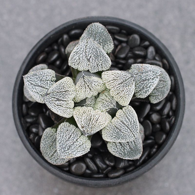 4-5cm Seedling Cactus Haworthia Live Plants Haworthia pygmaea Beautiful Garden Rare Succulent plants
