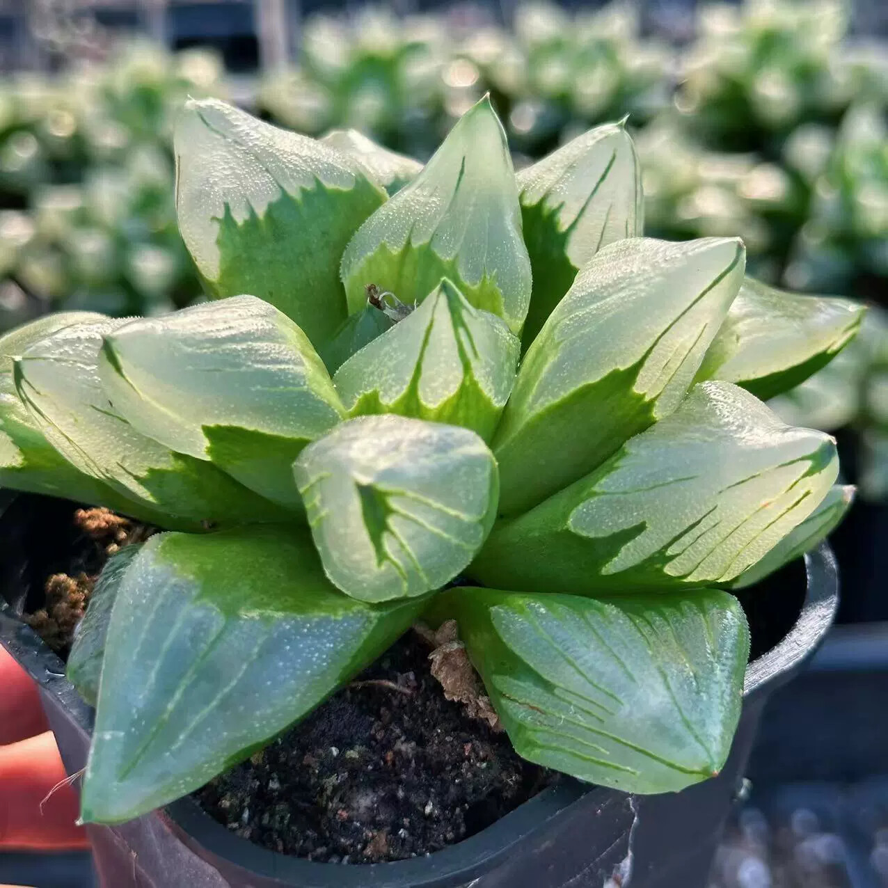 6-7CM 1PCS Seedling Cactus Live Plants Haworthia Comptioniana Life of City Beautiful Succulent Plants