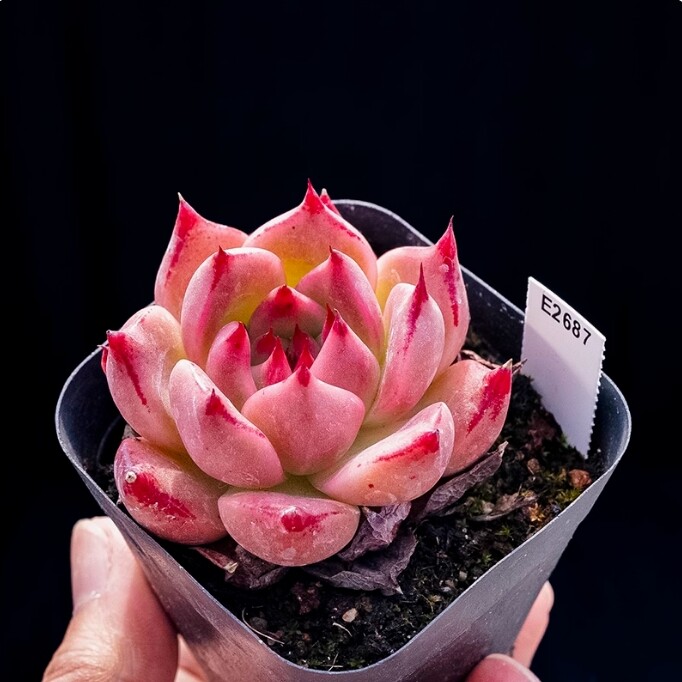 4cm Seedling Succulent Live Plants Echeveria 'Honey pink' Garden Succulent Rare Succulent