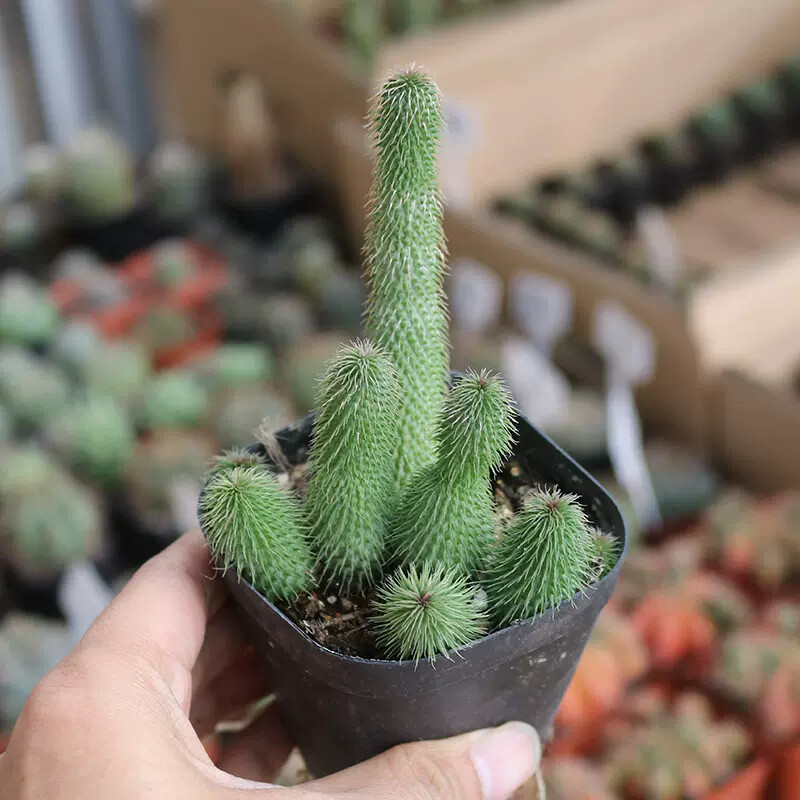 4-6CM 1PCS Seedling Cactus Live Plants Huernia pillansii Beautiful Rare Garden succulent plants