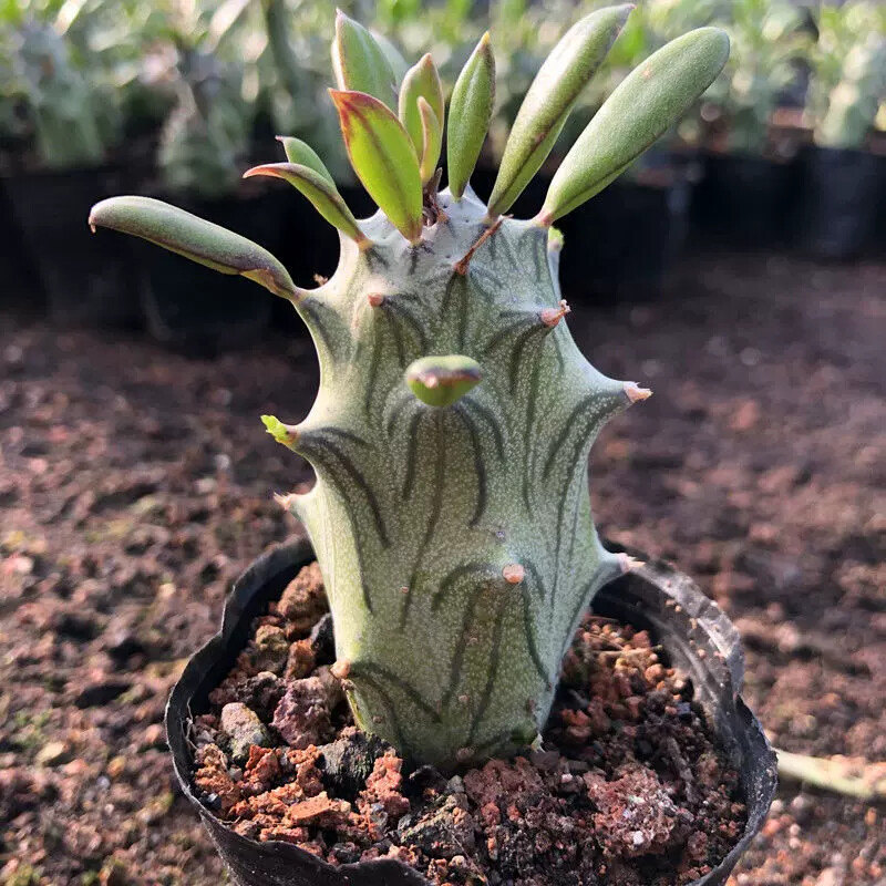 6-8CM 1PCS Seedling Cactus Live Plants Senecio mweroensisssp Beautiful Rare Garden succulent plants