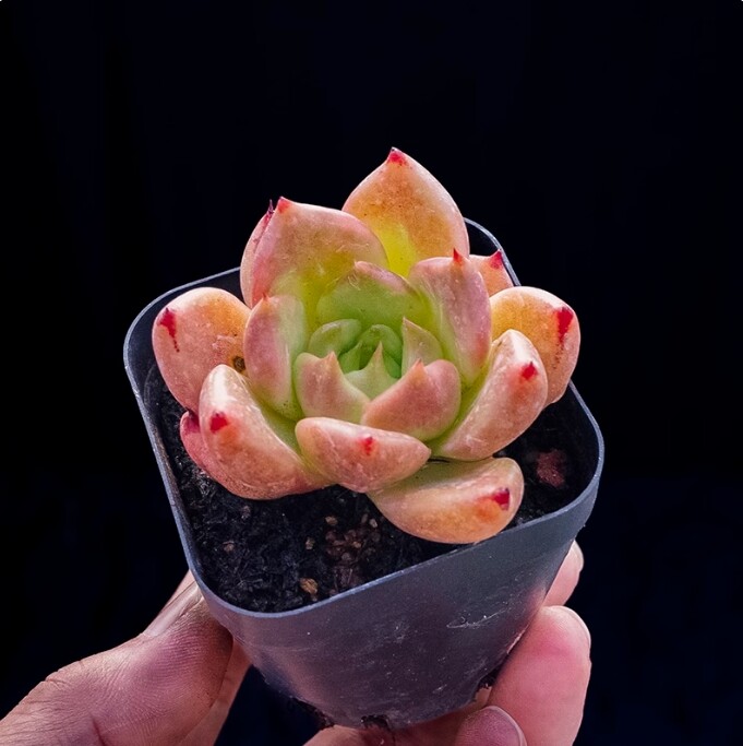 4cm Seedling Succulent Live Plants Echeveria 'Honey pink' Garden Succulent Rare Succulent