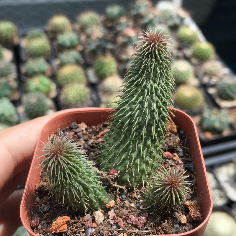 4-6CM 1PCS Seedling Cactus Live Plants Huernia pillansii Beautiful Rare Garden succulent plants