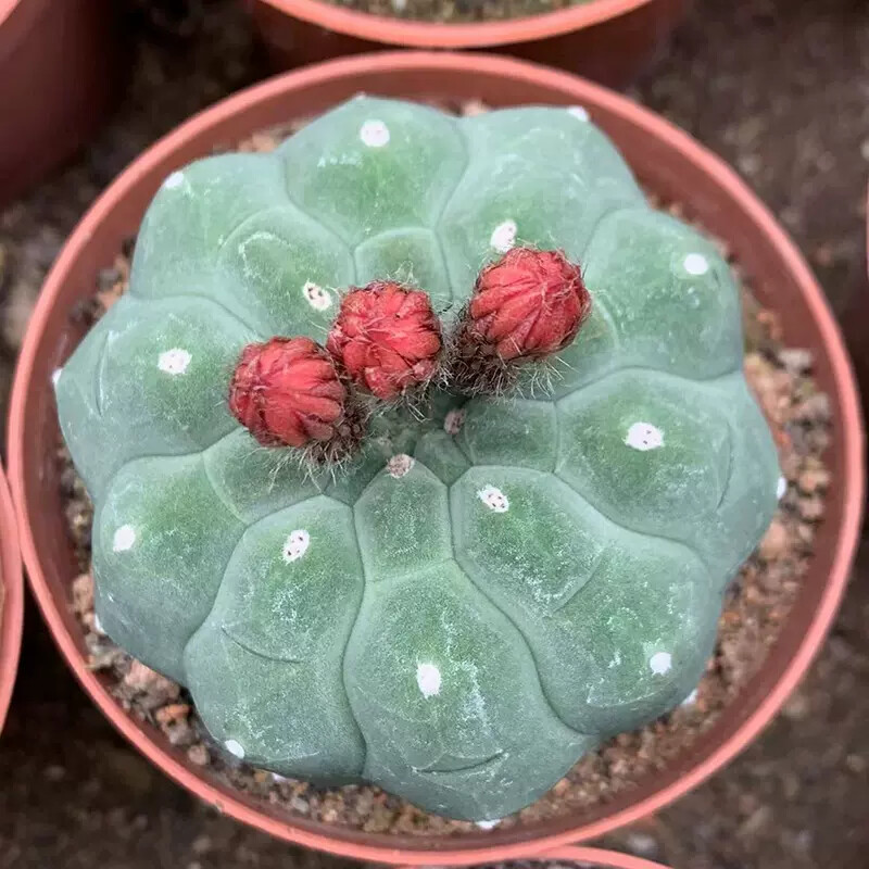 4cm Seedling Cactus Live Plants Matucana madisoniorum Beautiful Rare outdoor Garden Cactus