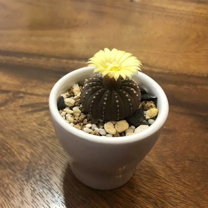 3CM 3PCS Seedling Cactus Live Plants Frailea asterioides Beautiful Garden Rare Succulent plants