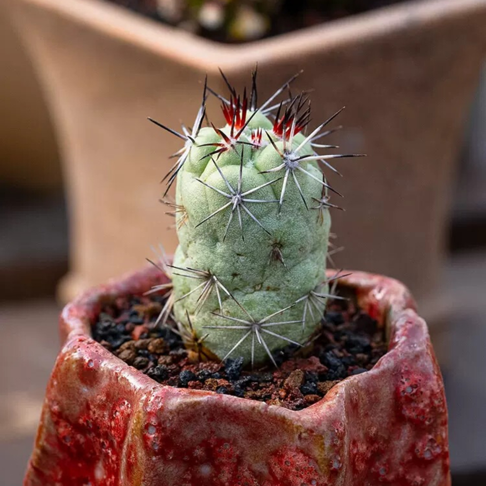 2.5-3cm Seedling Cacuts Live Plant Ortegocactus macdougallii Beautiful Rare succulent plants