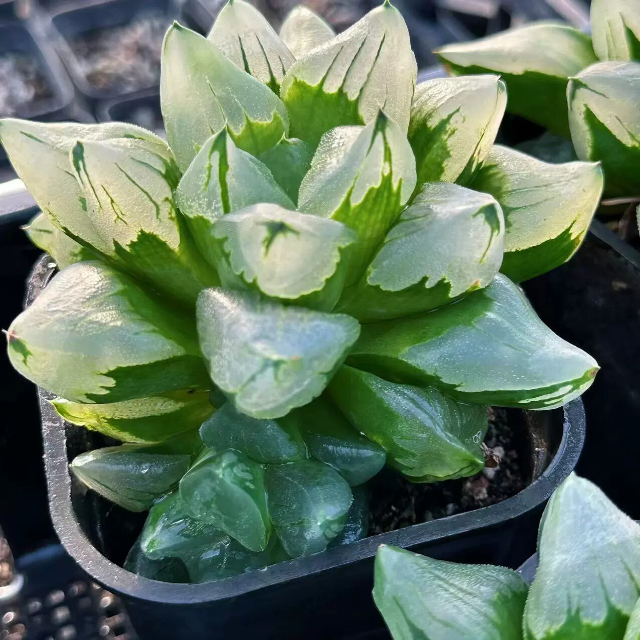 6-7CM 1PCS Seedling Cactus Live Plants Haworthia Comptioniana Life of City Beautiful Succulent Plants