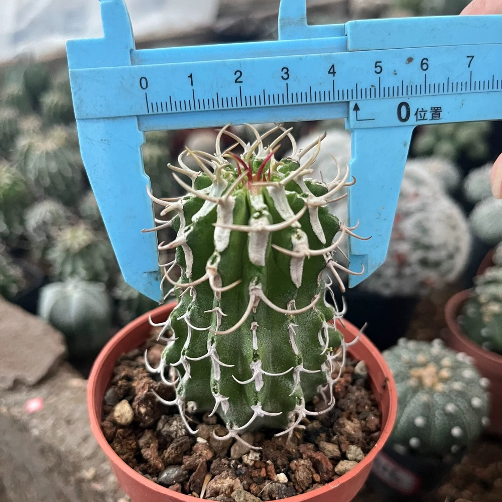 4.5-6cm Seedling Cactus Live Plants Euphorbia Columnaris Beautiful Rare Garden Succulent plants
