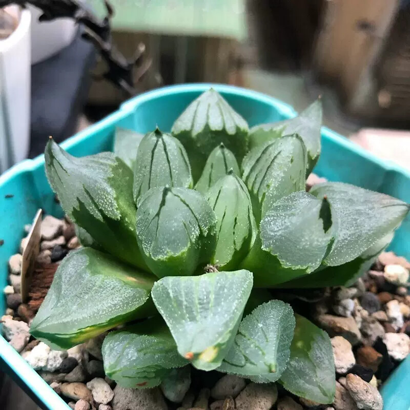 6-7CM 1PCS Seedling Cactus Live Plants Haworthia Comptioniana Life of City Beautiful Succulent Plants