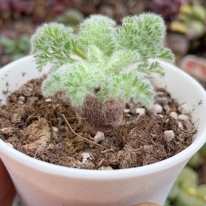 2-2.5cm 1PCS Seedling Cactus Live Plants Pelargonium Appendiculatum Triste Root Tuber Rare succulent plants