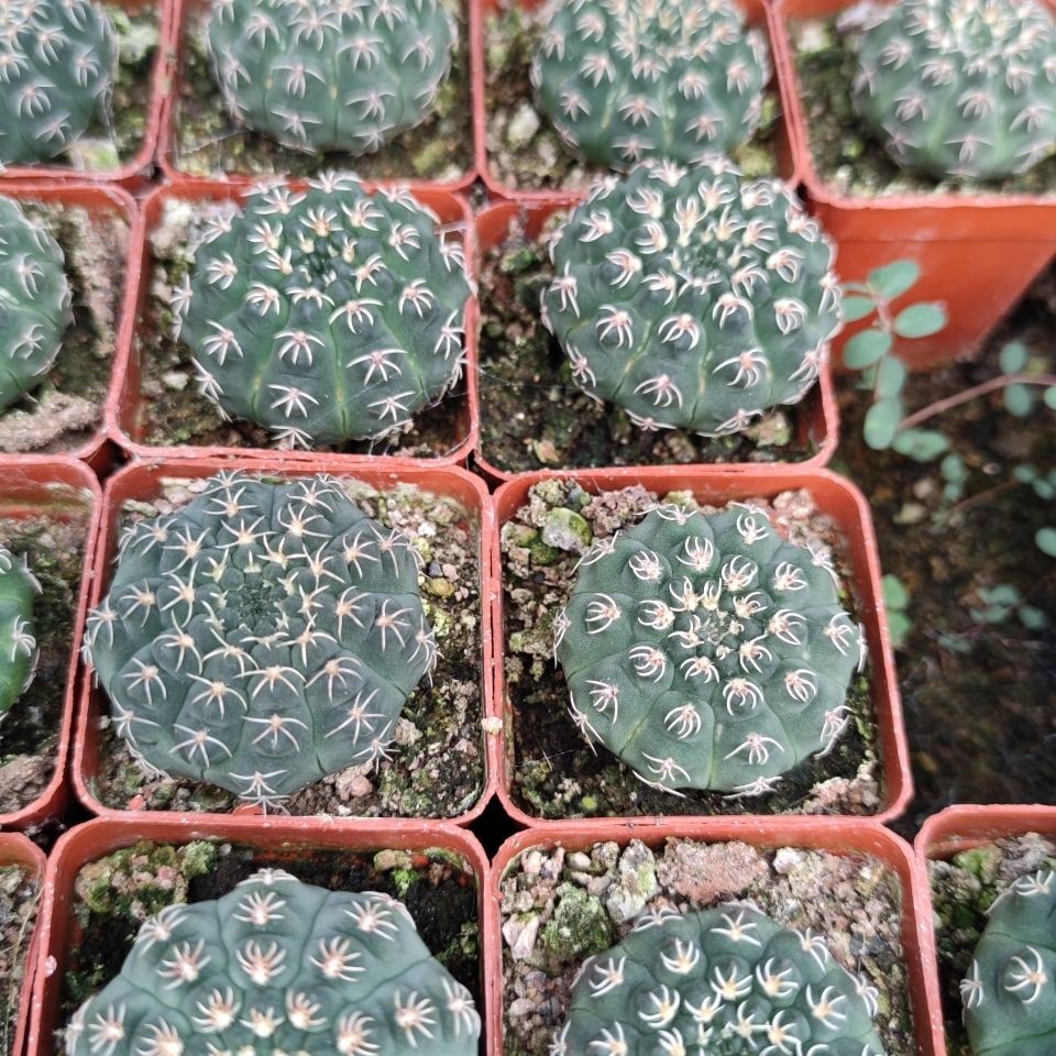 3-4cm Seedling Cactus Live Plants Gymnocalycium quehlianum Beautiful Cactus Garden succulent plants