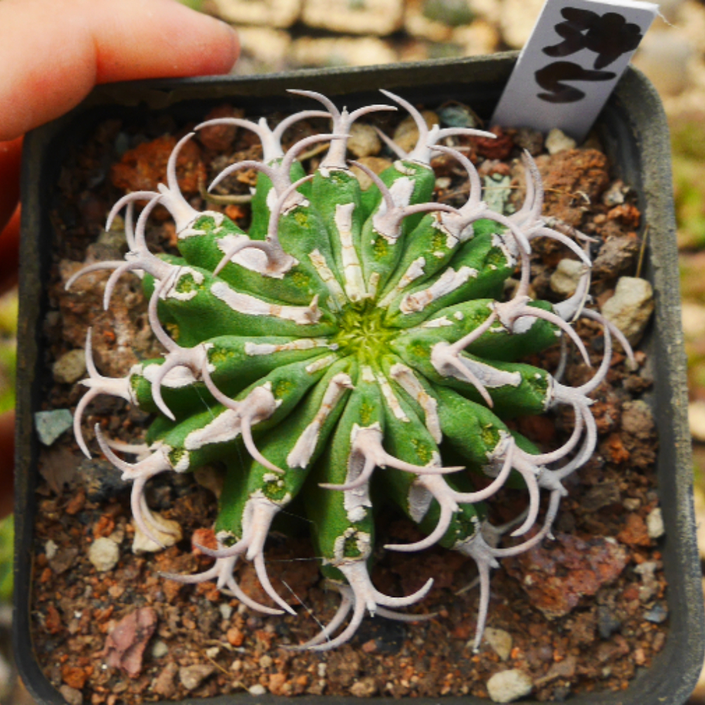4.5-6cm Seedling Cactus Live Plants Euphorbia Columnaris Beautiful Rare Garden Succulent plants