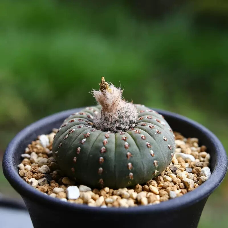 3CM 3PCS Seedling Cactus Live Plants Frailea asterioides Beautiful Garden Rare Succulent plants