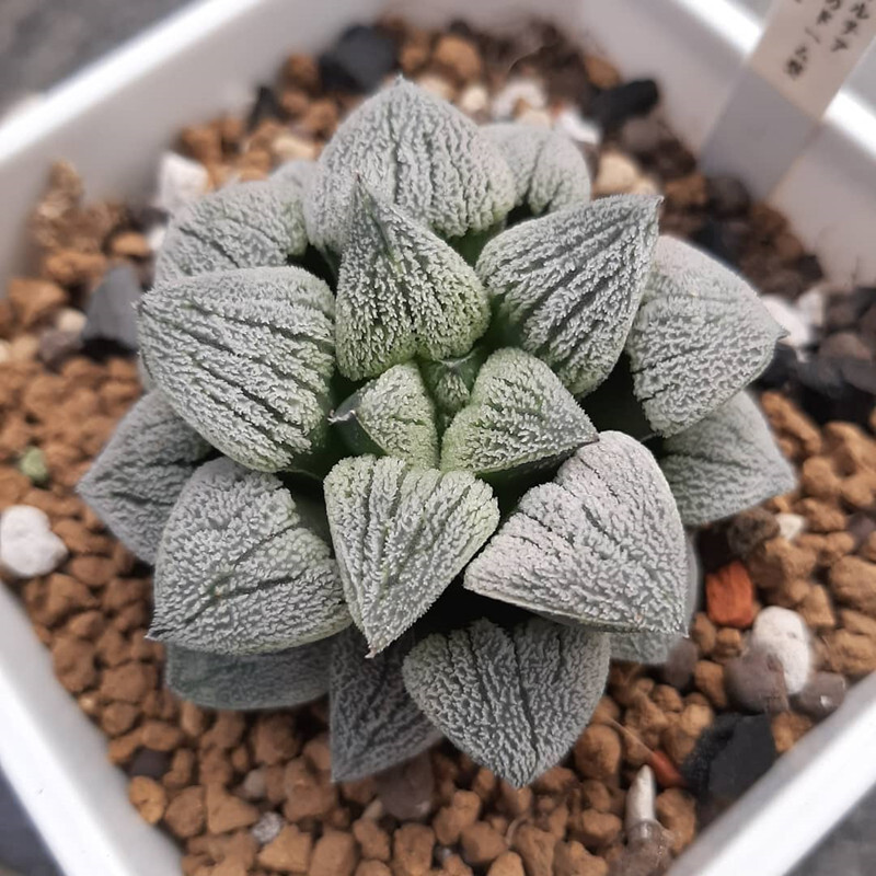 4-5cm Seedling Cactus Haworthia Live Plants Haworthia pygmaea Beautiful Garden Rare Succulent plants