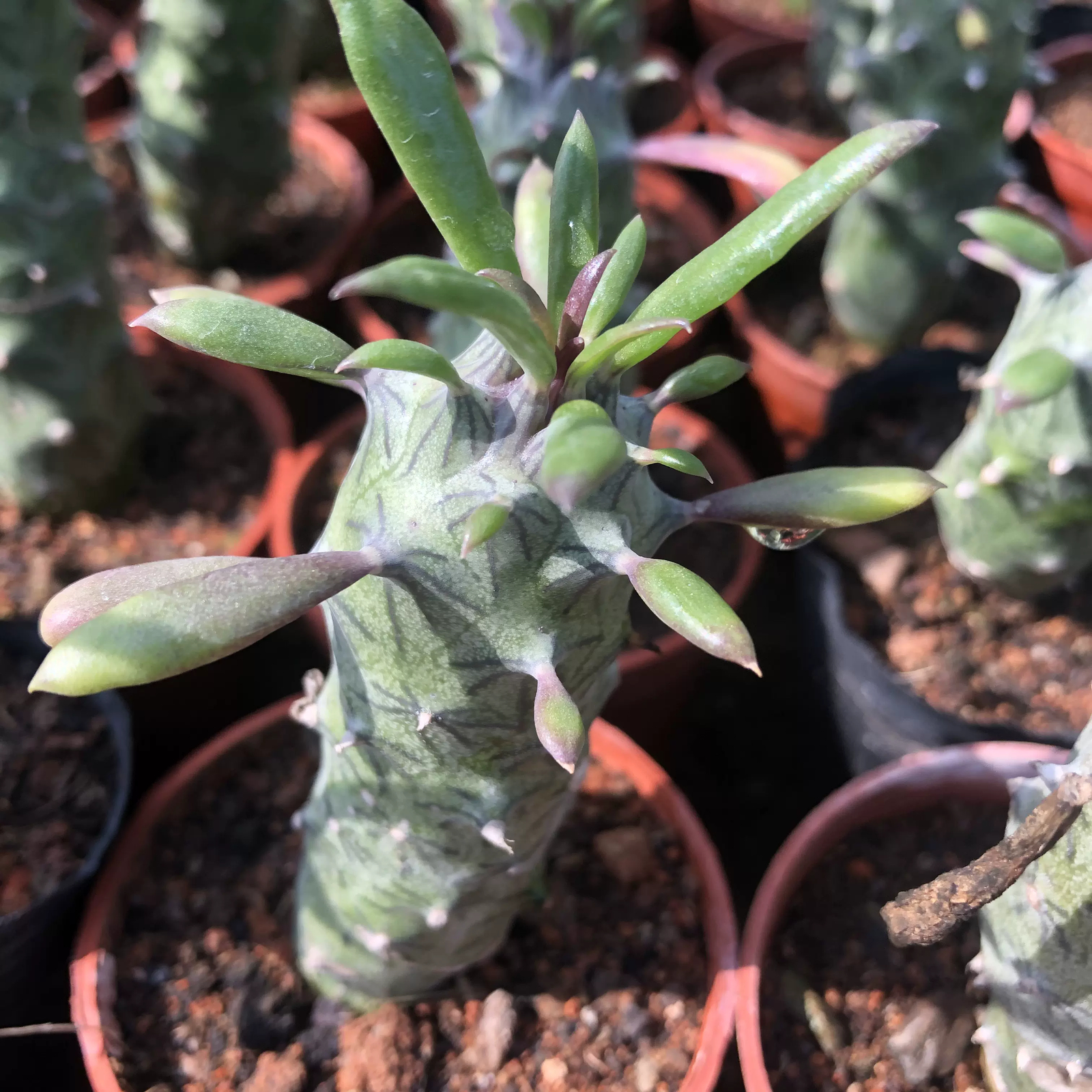 6-8CM 1PCS Seedling Cactus Live Plants Senecio mweroensisssp Beautiful Rare Garden succulent plants