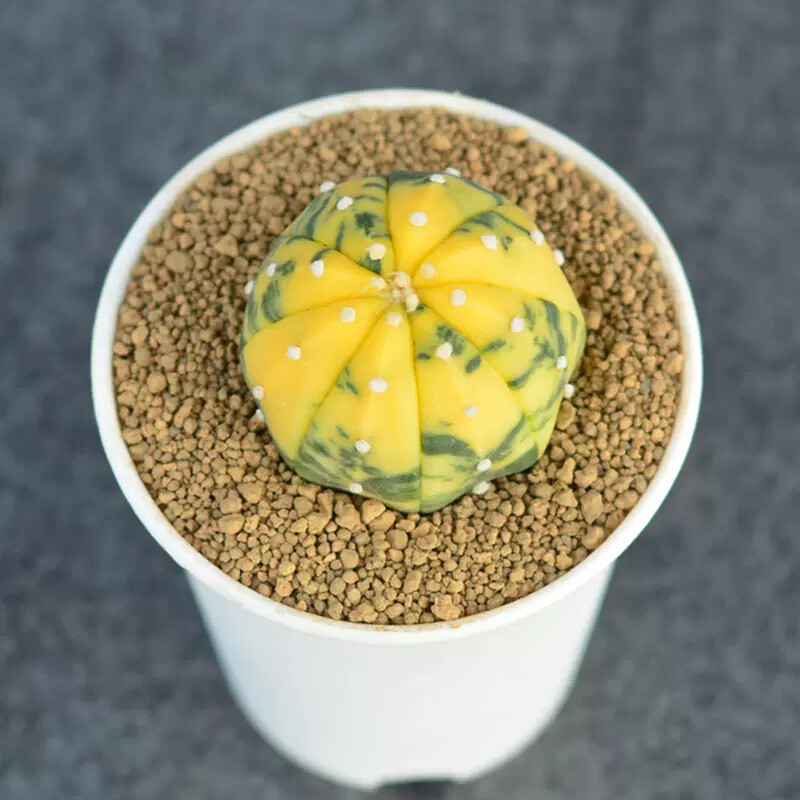 3cm 1PCS Seedling Cactus Live Plants Astrophytum Asterias Yellow Variegated Beautiful Rare Garedn Succulent plants