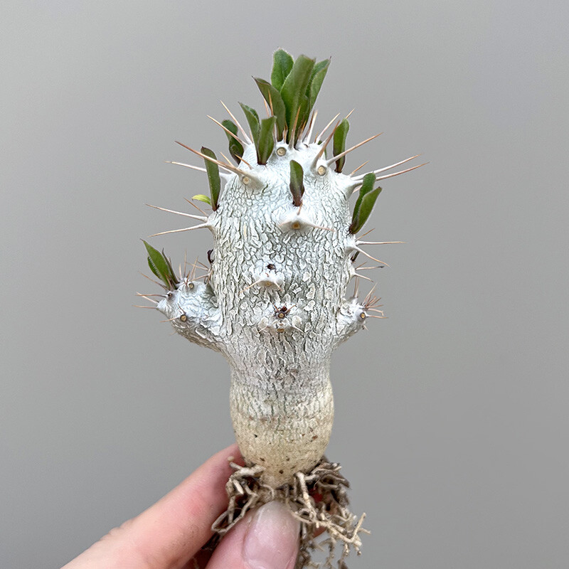 7-8cm Seedling Cactus Live Plants Pachypodium saundersii Beautiful Living Rare Garden succulent plants