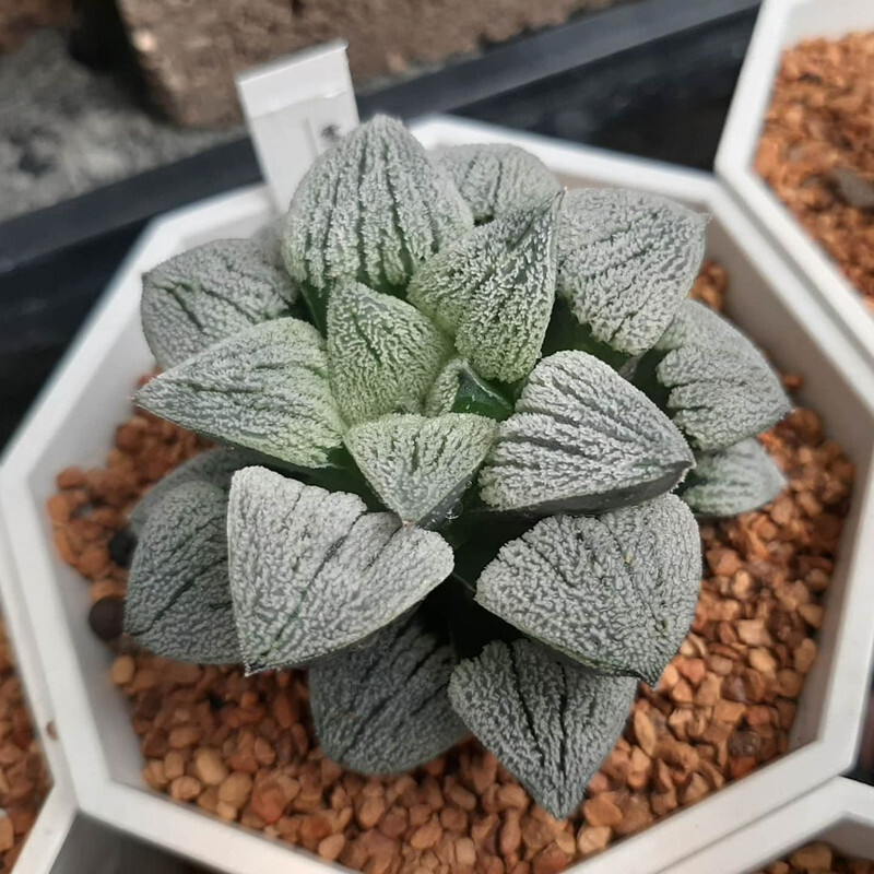 4-5cm Seedling Cactus Haworthia Live Plants Haworthia pygmaea Beautiful Garden Rare Succulent plants