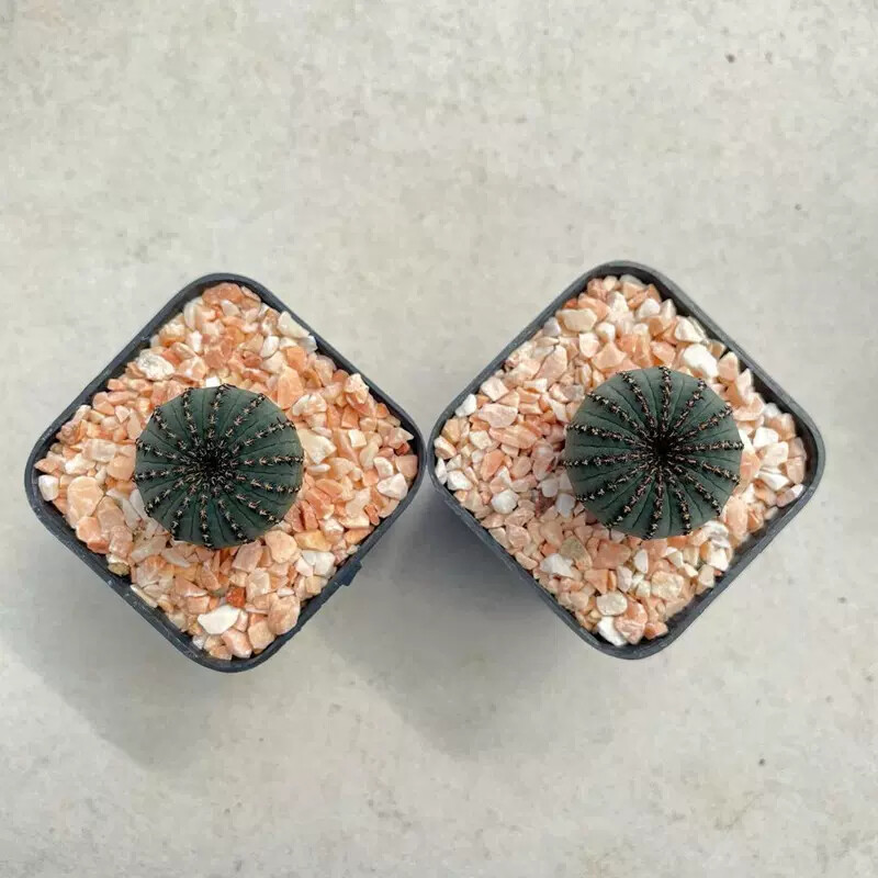 3CM 3PCS Seedling Cactus Live Plants Frailea asterioides Beautiful Garden Rare Succulent plants