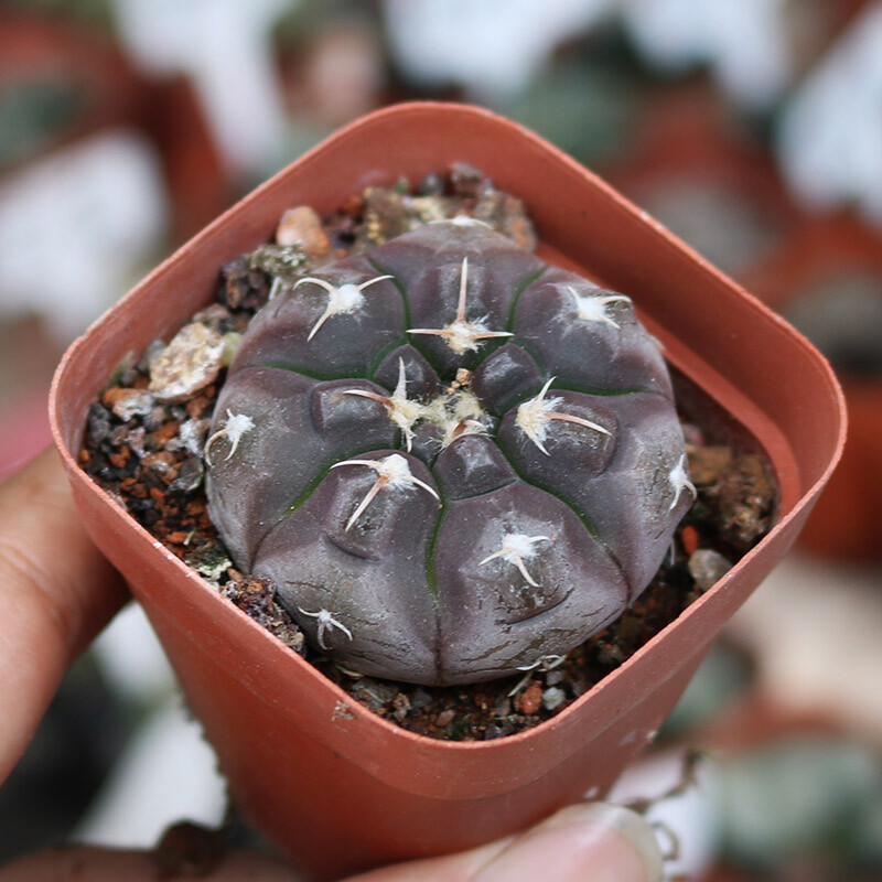 3cm 1PCS Seedeling Cactus Live Plants Gymnocalycium Prochazkianum Beautiful Rare succulent plants