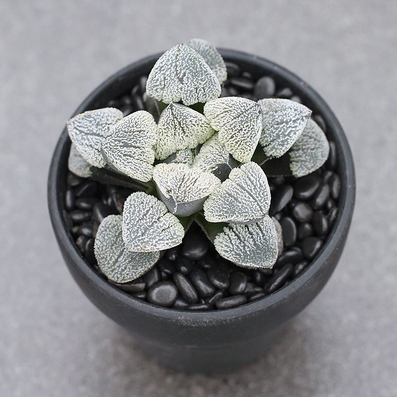 4-5cm Seedling Cactus Haworthia Live Plants Haworthia pygmaea Beautiful Garden Rare Succulent plants