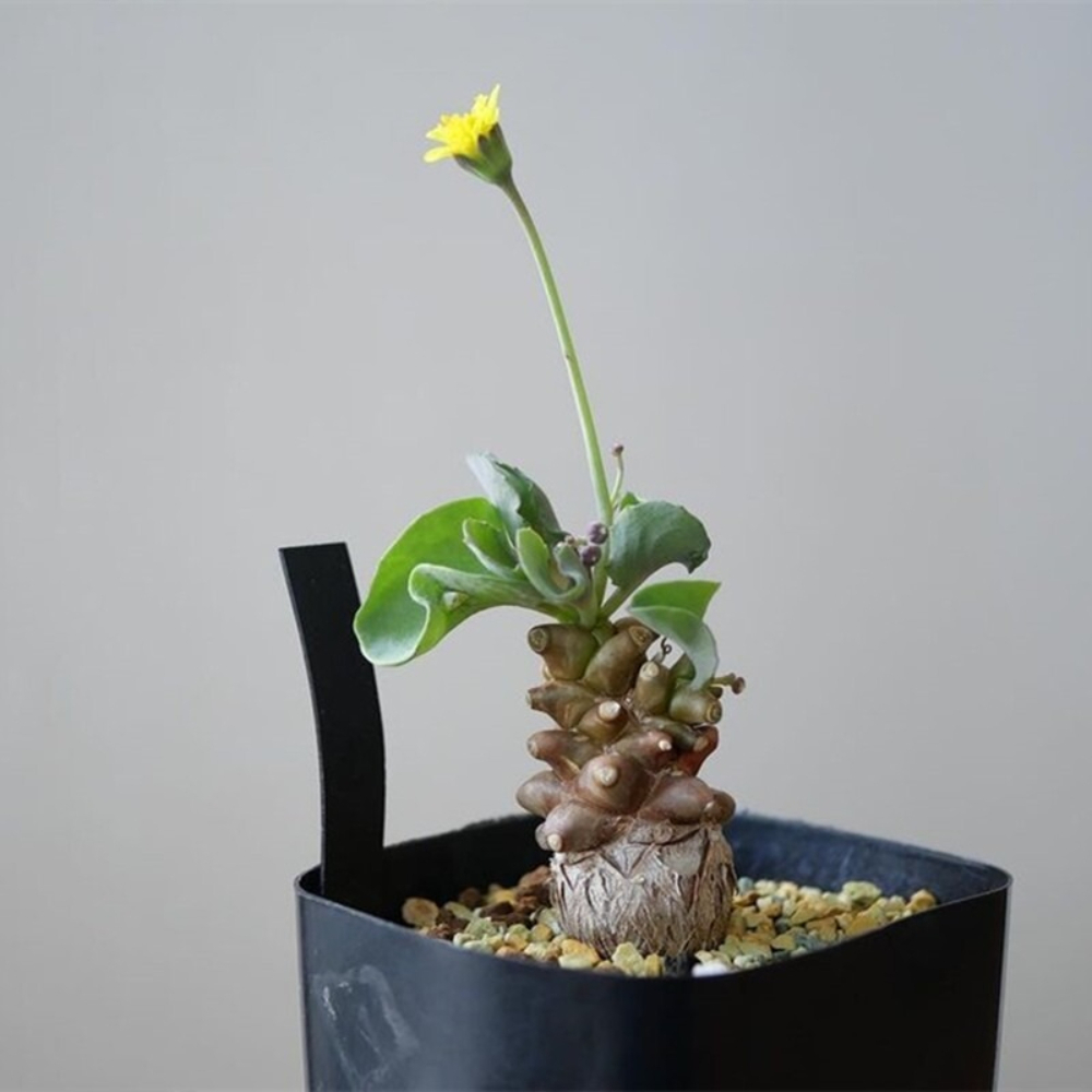 5-7cm 1PCS Seedling Cactus Live Plants Othonna Herrei Triste Beautiful Rare Garden Tuber succulent plant