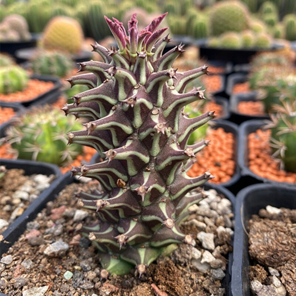 6-8cm Seedling Cactus Live Plants Monadenium guentheri Beautiful Living Garden Rare succulent plants