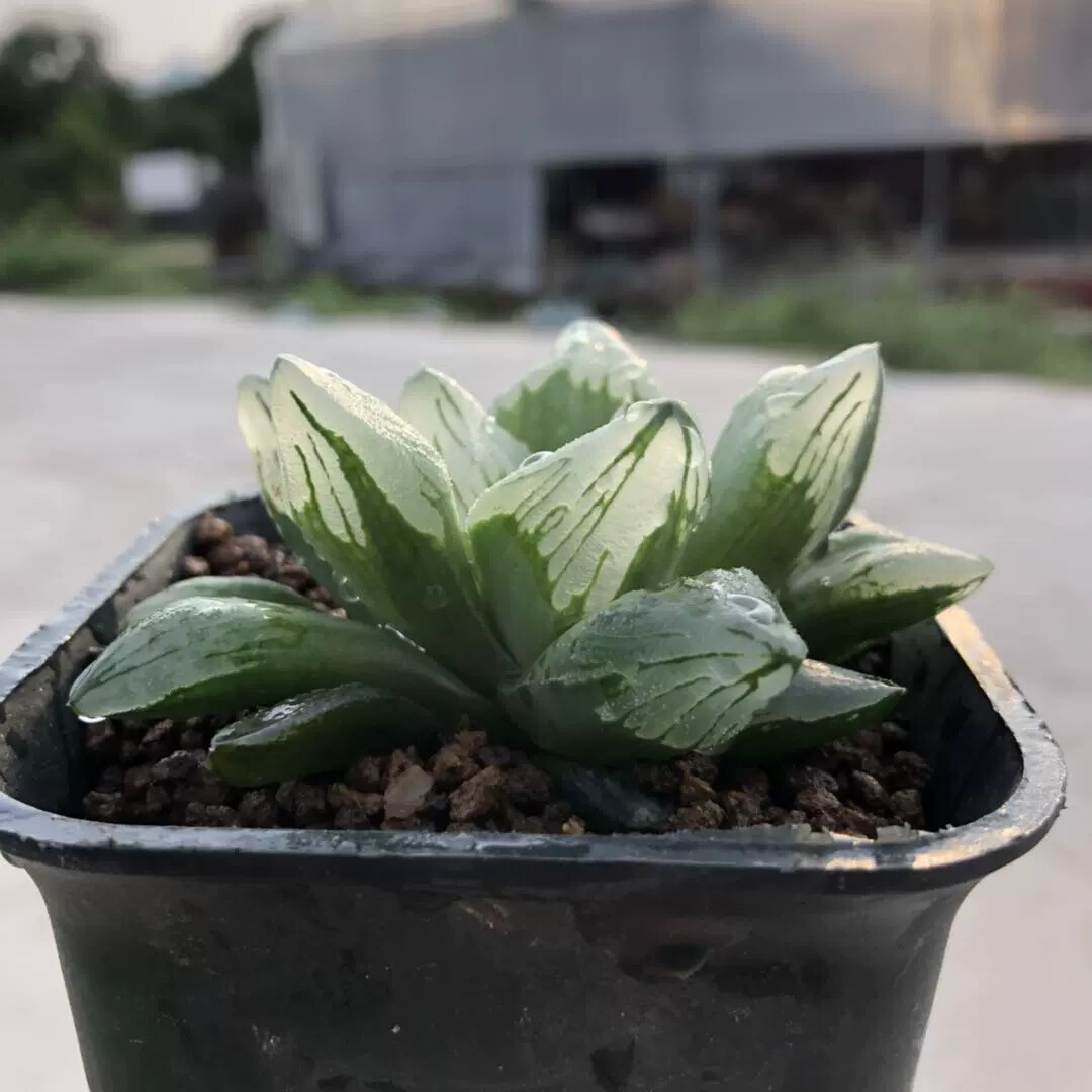 6-7CM 1PCS Seedling Cactus Live Plants Haworthia Comptioniana Life of City Beautiful Succulent Plants