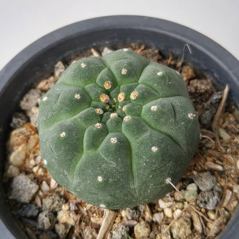 4cm Seedling Cactus Live Plants Matucana madisoniorum Beautiful Rare outdoor Garden Cactus