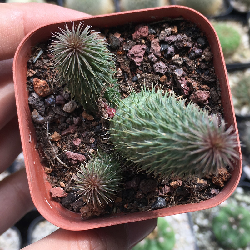4-6CM 1PCS Seedling Cactus Live Plants Huernia pillansii Beautiful Rare Garden succulent plants