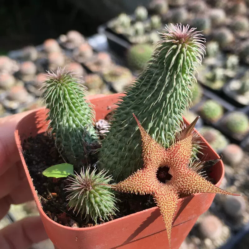 4-6CM 1PCS Seedling Cactus Live Plants Huernia pillansii Beautiful Rare Garden succulent plants