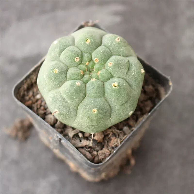 4cm Seedling Cactus Live Plants Matucana madisoniorum Beautiful Rare outdoor Garden Cactus