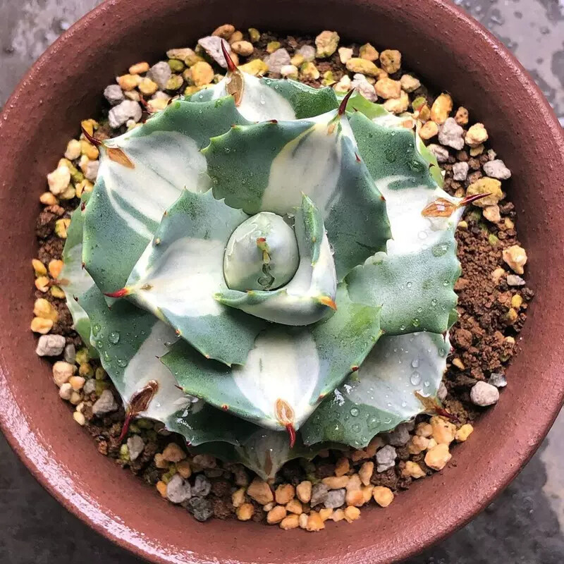 5-6cm 1PCS Seedling Cactus Live Plants Agave Isthmensis Mediopicta Alba Beautiful Rare succulent plant