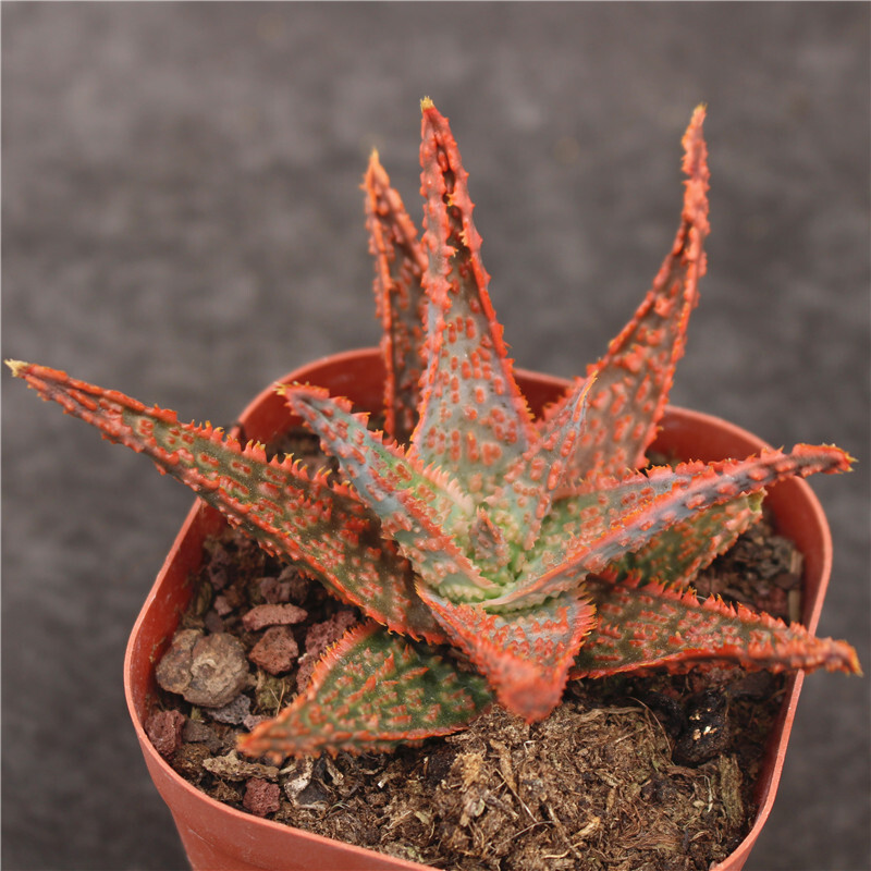 7-8cm Seedling Cactus Live Plants Aloe Christmas Carol Beautiful Rare Garden Succulent plants