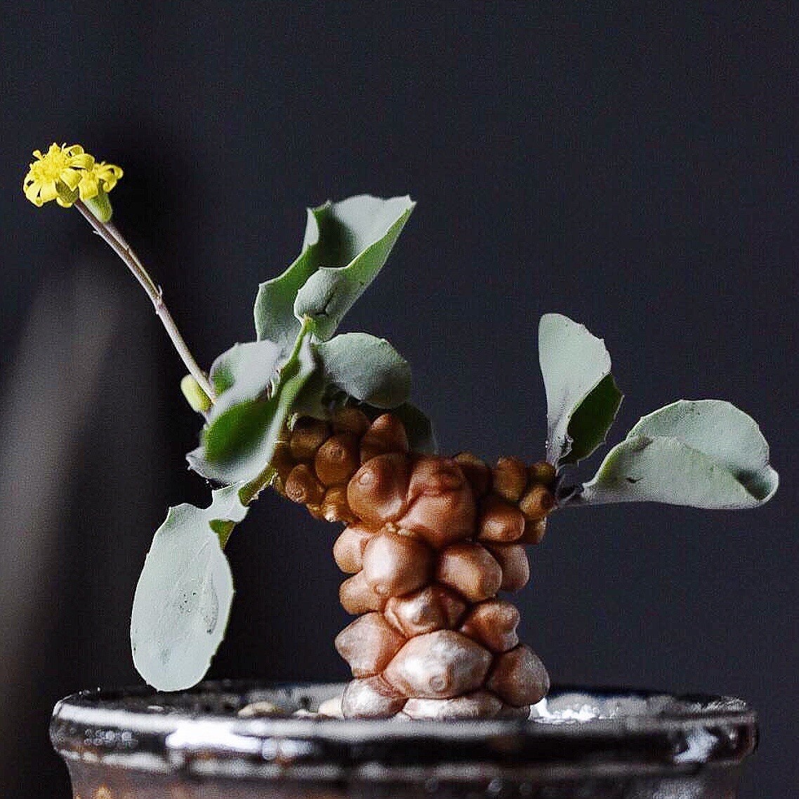 5-7cm 1PCS Seedling Cactus Live Plants Othonna Herrei Triste Beautiful Rare Garden Tuber succulent plant