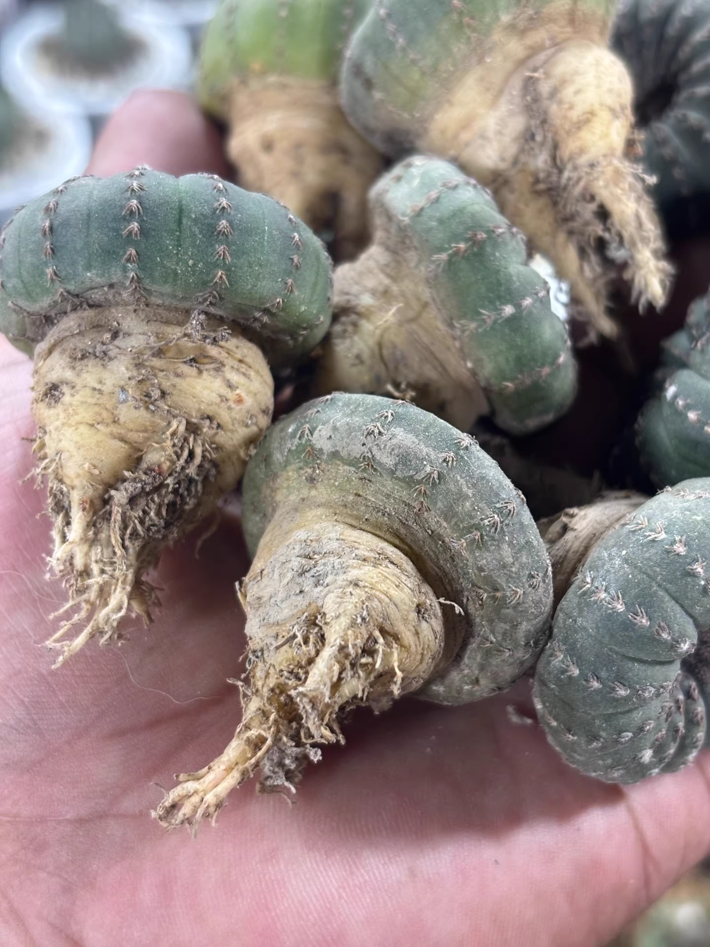 3CM 3PCS Seedling Cactus Live Plants Frailea asterioides Beautiful Garden Rare Succulent plants