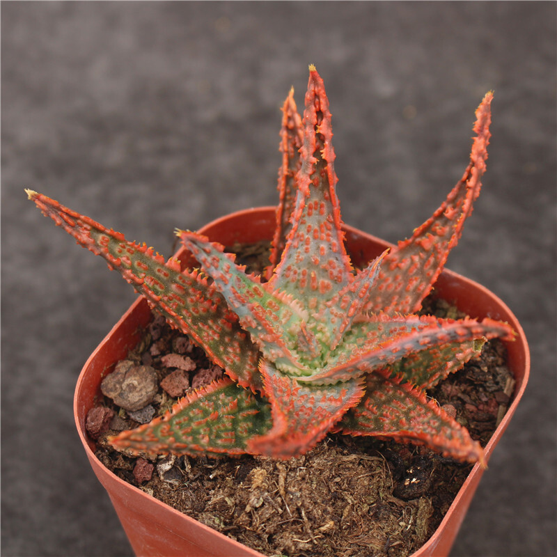 7-8cm Seedling Cactus Live Plants Aloe Christmas Carol Beautiful Rare Garden Succulent plants