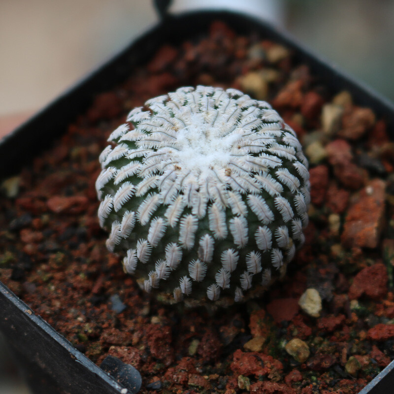2-3cm Seedling Cactus Live Plants Turbinicarpus pseudopectinatus Beautiful succulent plants