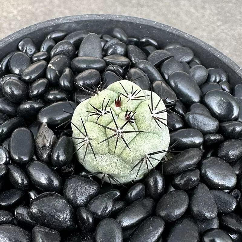 2.5-3cm Seedling Cacuts Live Plant Ortegocactus macdougallii Beautiful Rare succulent plants